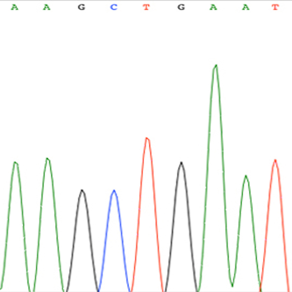 DNA Sanger Sequencing