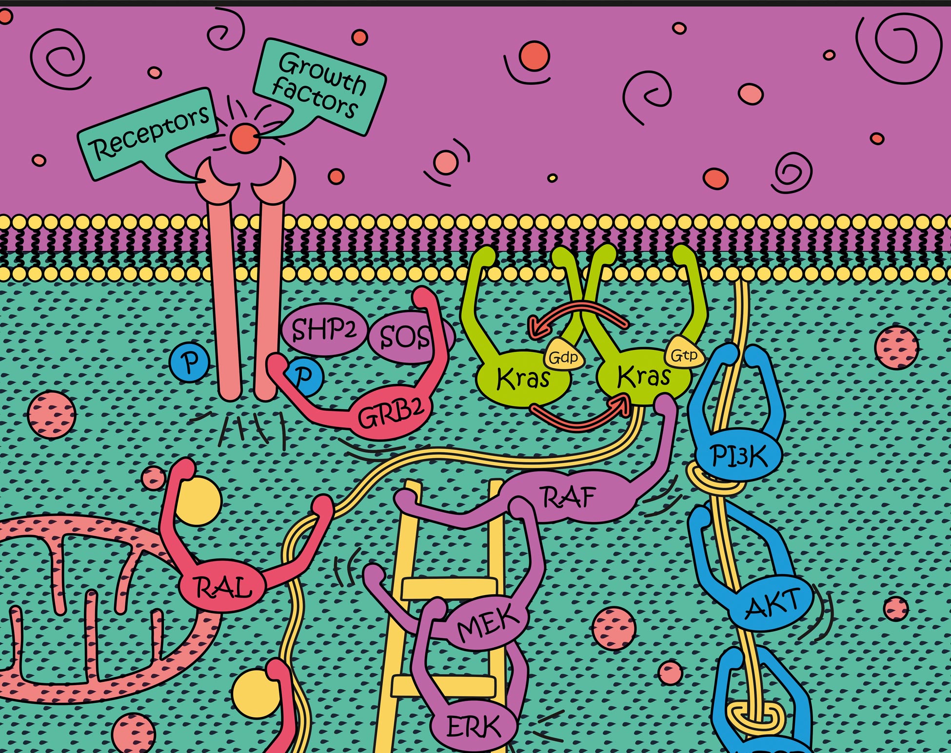 Schematic representation of MAPK pathway. Courtesy of Laura Secli