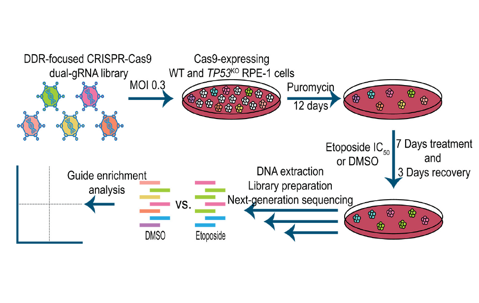 Gallery Functional Genomics